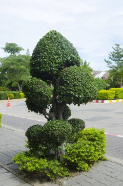 Ağaçlar çok uzun ve güzel gökyüzüdür.