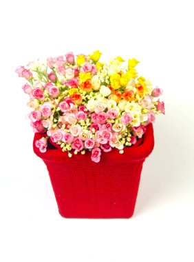 Çiçekler beyaz izole grup