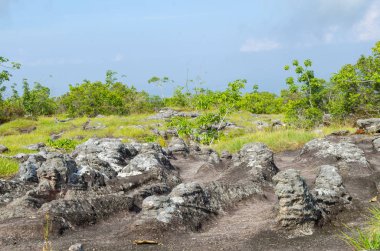 Yazın güzel yeşil orman