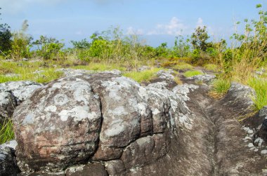Arkaplan için Lichen dokusunu kapat