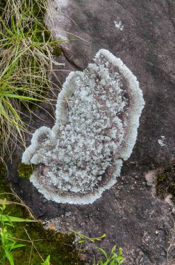 Arkaplan için Lichen dokusunu kapat