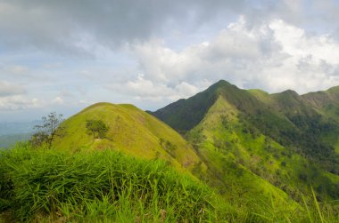 Yeşil manzara doğa manzarası