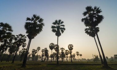 Günbatımında tropikal ormanda avuç içi.