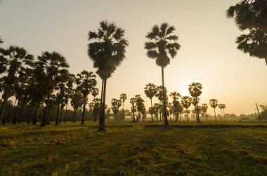 Günbatımında tropikal ormanda avuç içi.