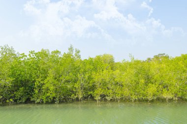 Mangrove ormanındaki asma köprü, tropikal alan