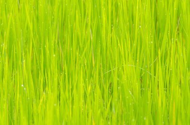 Yeşil pirinç tarlası