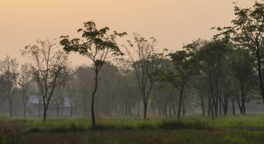 ağaç çiftlik ve tarım arka plan alanı