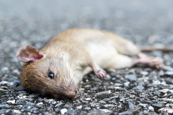 死在路上的老鼠 — 图库照片