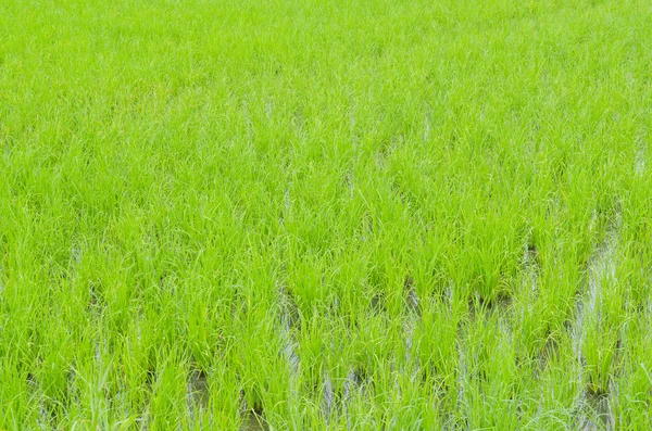 Beautiful Rice Field Agricultural Background — Foto Stock