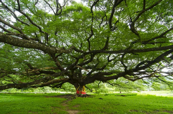 Der Alte Große Baum Mit Ästen Und Grünen Frühlingsblättern — Stockfoto