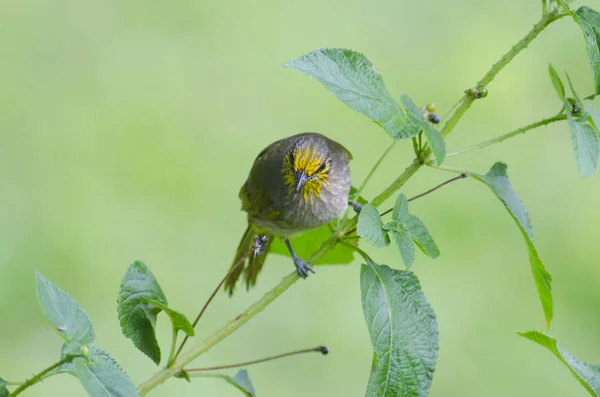 Streak Eared Bulbul Pycnonotus Blanfordi Bird Nature — Stock Photo, Image