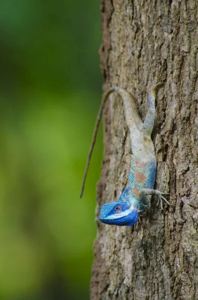 Blue Lizard Big Eyes Closed Details Small Reptile Nice Details — Stock Photo, Image