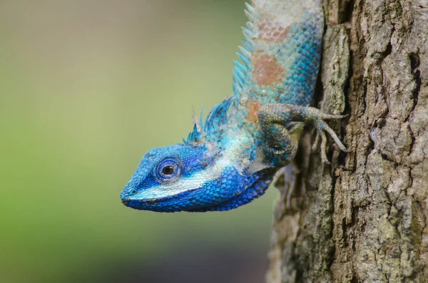 Lagarto Azul Con Ojos Grandes Detalles Cerrados Como Pequeño Reptil —  Fotos de Stock