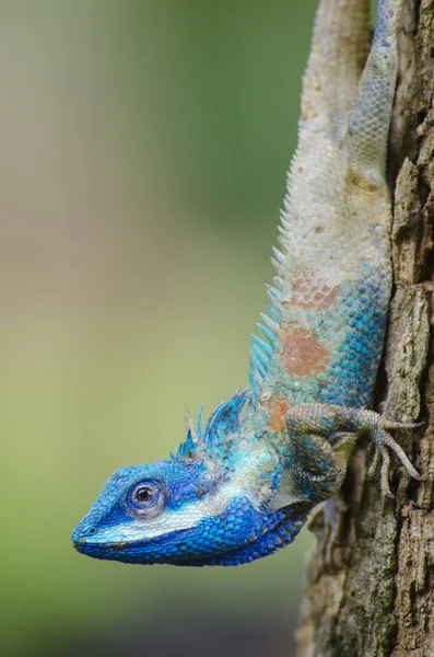 Lagarto Azul Con Ojos Grandes Detalles Cerrados Como Pequeño Reptil —  Fotos de Stock