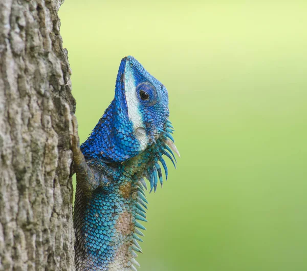 Blue Lizard Big Eyes Closed Details Small Reptile Nice Details — Stock Photo, Image