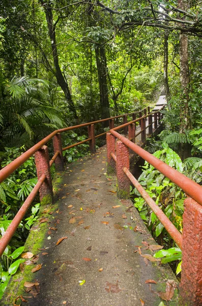 Most Džungle Národní Park Khao Yai Thajsko — Stock fotografie