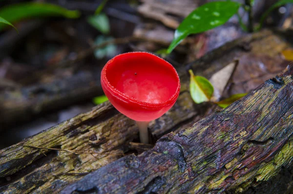 Champignon Champagne Forêt — Photo