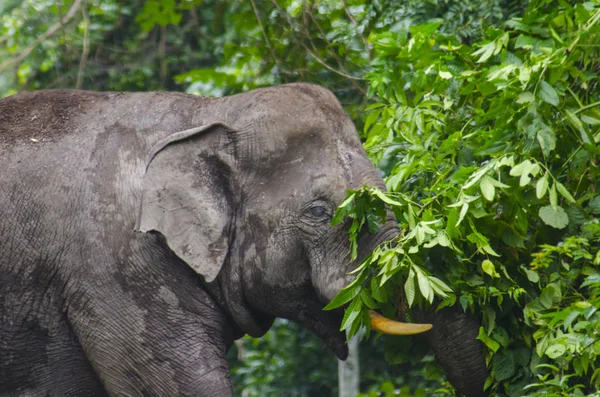 Άγριοι Ελέφαντες Στην Ταϊλάνδη Khao Yai National Park Ταϊλάνδη — Φωτογραφία Αρχείου