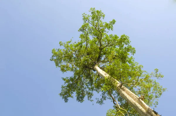 Bäume Sind Sehr Hoch Und Schöner Himmel — Stockfoto