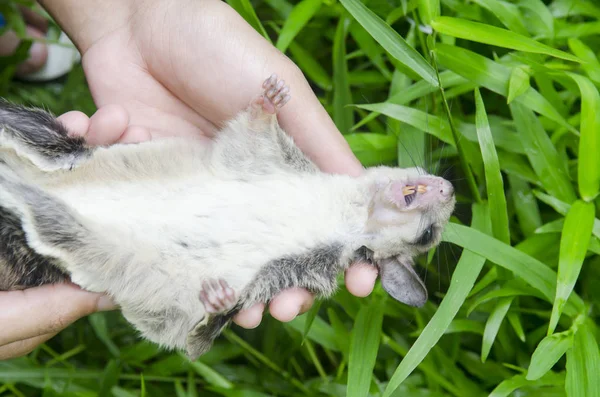 Vliegende Eekhoorn Handen Van Onderzoekers — Stockfoto