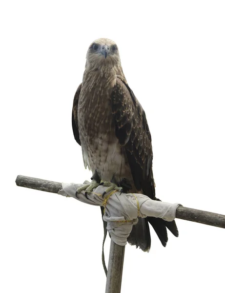 Falco Svobodná Samice Poště Izolovaná Bílém — Stock fotografie