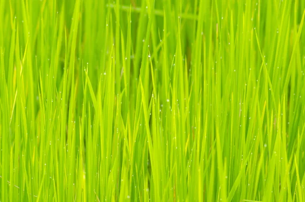 Rýžové Pole Zelené — Stock fotografie