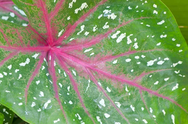 Beautiful Botanical Shot Natural Wallpaper Green Leaf Texture —  Fotos de Stock