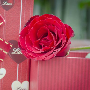 Gül ve hediye aşk konsepti