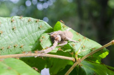 a closeup shot of a spiders on a branch