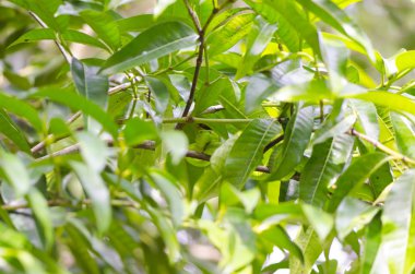 ağaç üzerinde yeşil yılan 