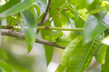 ağaç üzerinde yeşil yılan 
