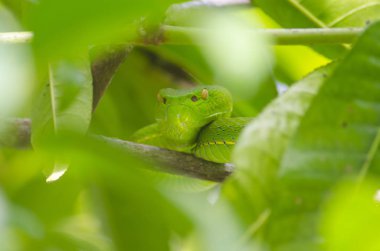 ağaç üzerinde yeşil yılan 