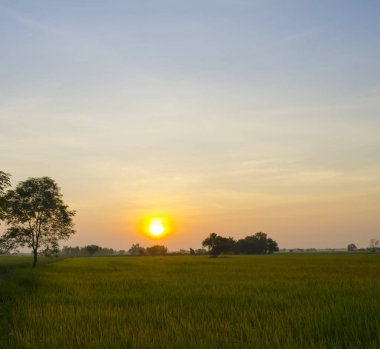 Pirinç tarlasında güzel bir gün batımı
