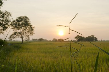 Tarlada güzel bir gün batımı