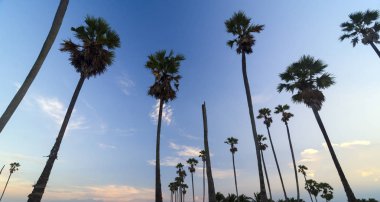 Güzel bir gün batımı arka plan üzerinde palmiye ağaçları