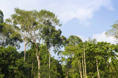güzel yeşil orman manzara