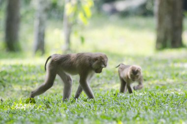 Tayland ormanda güzel domuz kuyruklu makak (Macaca nemestrina)