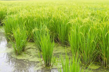 Tayland 'da yeşil pirinç tarlası