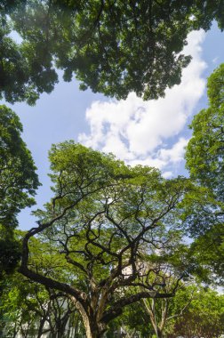 Orman ağaçları. doğa yeşil ahşap güneş ışığı arka planı.