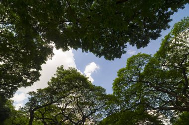yeşil yapraklar ve mavi gökyüzü