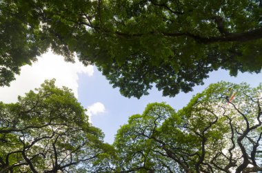 Orman ağaçları. doğa yeşil ahşap güneş ışığı arka planı.