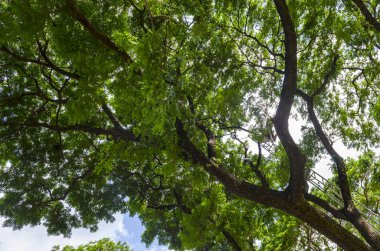 green trees in the forest and blue sky