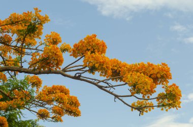 Mavi gökyüzü ile güzel sarı çiçek
