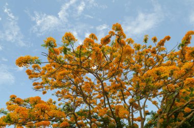 Mavi gökyüzü ile güzel sarı çiçek