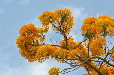 Mavi gökyüzü ile güzel sarı çiçek