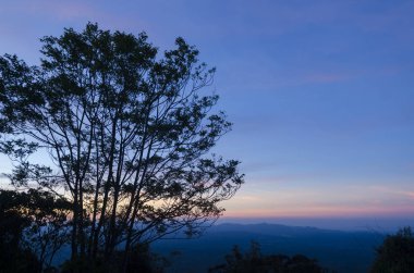 Gün batımında ağaç silueti