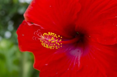 red hibiscus flowers, closeup 