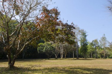 ağaç çiftlik ve tarım arka plan alanı