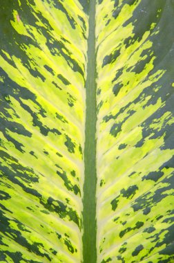 yaprak doku yakın çekim