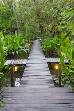 tropikal ormanda kurulu yürüyüş